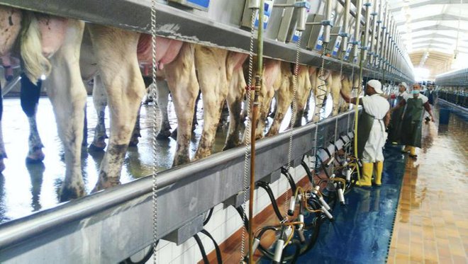 Quốc gia dùng vàng đen tạo ra vàng trắng: Trang trại bò thu được 1,5 tỉ lít sữa mỗi năm ngay giữa sa mạc nóng như lửa thiêu - Ảnh 2.