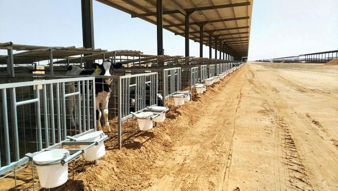 Quốc gia dùng vàng đen tạo ra vàng trắng: Trang trại bò thu được 1,5 tỉ lít sữa mỗi năm ngay giữa sa mạc nóng như lửa thiêu - Ảnh 3.