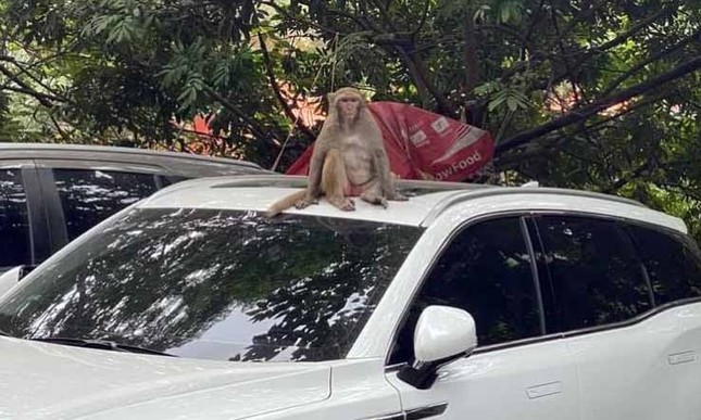 Liên tiếp phát hiện khỉ xâm nhập sân bay Nội Bài - Ảnh 1.