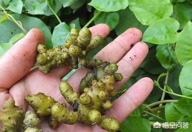 Trồng cây cùng họ loại rau quen thuộc ở Việt Nam, nông dân thu lời nhờ bộ phận này của nó - Ảnh 4.