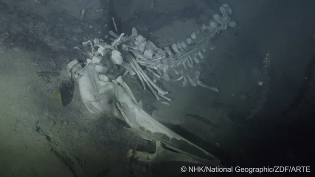 Quét camera dưới đáy Nam Cực, chuyên gia phát hiện “bữa tiệc” bất thường trong nghĩa địa cá voi - Ảnh 3.