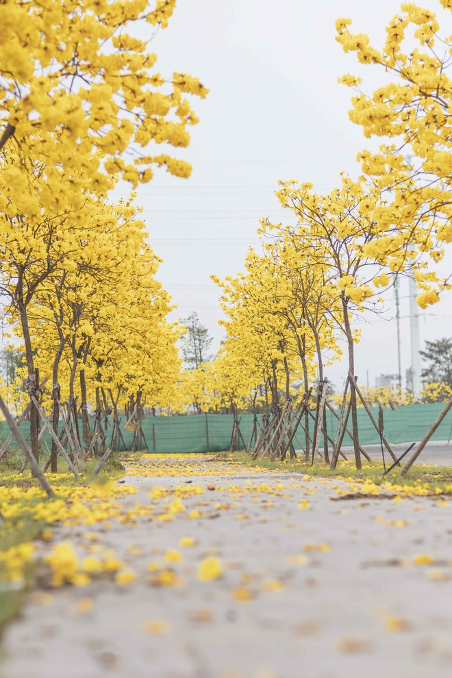 Hà Nội mùa này: Nhìn đâu cũng thấy lãng mạn, trời đẹp chỉ muốn bỏ tất cả mà đi chơi - Ảnh 15.