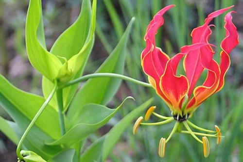 4 loại hoa cực đẹp thường được trưng trong nhà nhưng lại chứa chất độc không phải ai cũng biết - Ảnh 3.