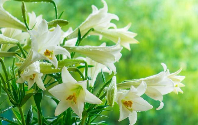 4 loại hoa cực đẹp thường được trưng trong nhà nhưng lại chứa chất độc không phải ai cũng biết - Ảnh 2.