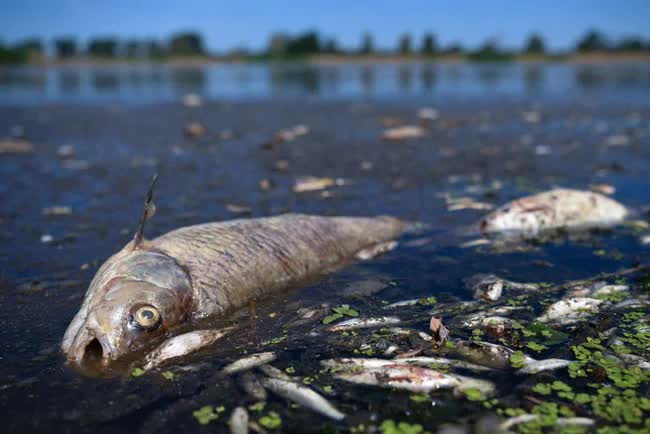 Mỹ: Nghiên cứu mới cảnh báo ăn cá trong sông hồ nước ngọt bị ô nhiễm tương đương với việc uống thuốc độc trong một tháng - Ảnh 4.