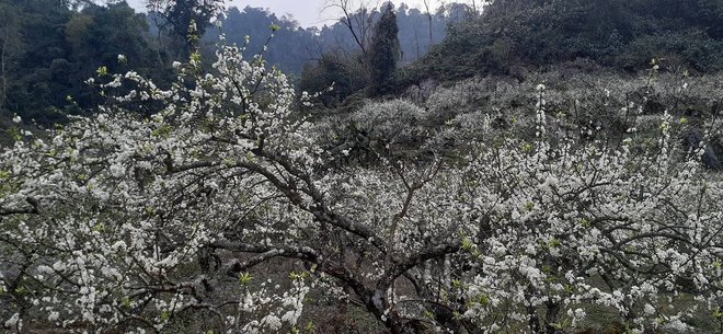  Đến Mộc Châu ngay để đón mùa hoa mận trắng đang nở rộ như tuyết đầu xuân - Ảnh 7.