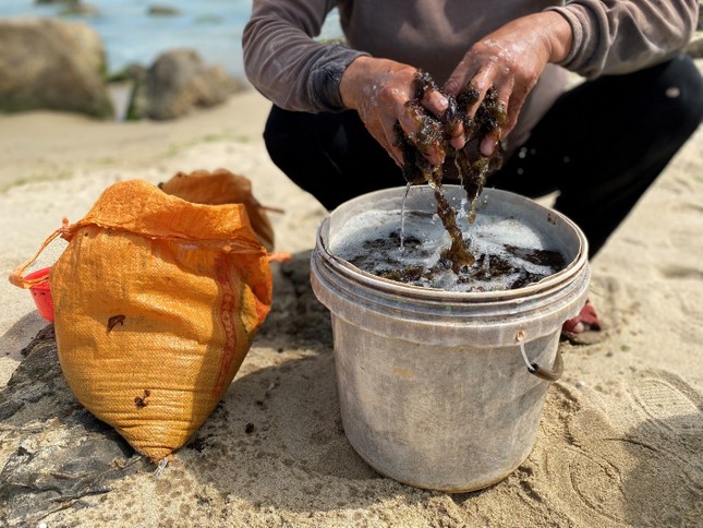 Những phụ nữ ‘cược’ mạng sống với biển, đu bám ghềnh đá hái rau nước mưu sinh - Ảnh 8.