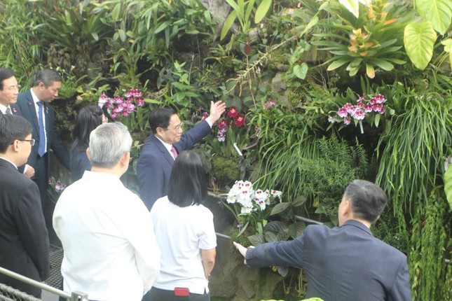 Lễ định danh hoa lan theo tên Thủ tướng Phạm Minh Chính và Phu nhân ở Singapore - Ảnh 7.