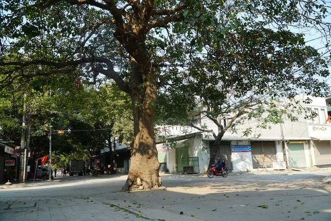 Kỳ lạ hai cây cổ thụ án ngữ ngã tư ở Thanh Hóa - Ảnh 4.