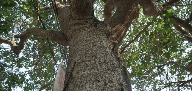 Kỳ lạ hai cây cổ thụ án ngữ ngã tư ở Thanh Hóa - Ảnh 2.