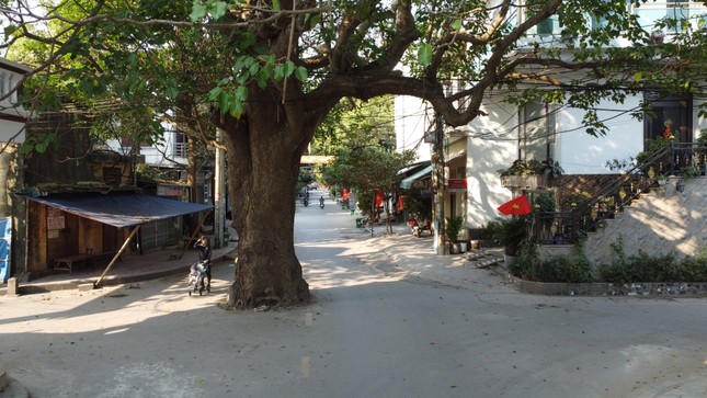 Kỳ lạ hai cây cổ thụ án ngữ ngã tư ở Thanh Hóa - Ảnh 1.