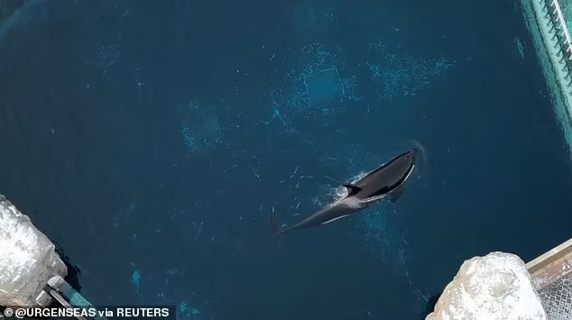 Cá voi sát thủ cô đơn nhất thế giới qua đời: Hơn 1 thập kỷ bị cô lập - Ảnh 1.