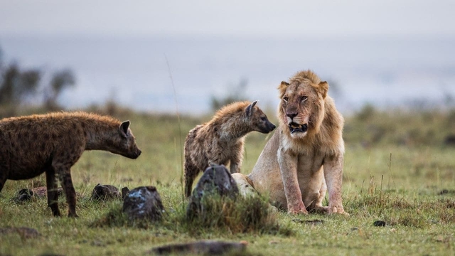 Sư tử lớn gấp 3 lần linh cẩu nhưng phải chịu mất con mồi: Do chiến thuật đặc biệt này - Ảnh 5.