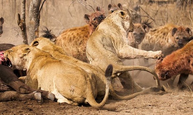 Sư tử lớn gấp 3 lần linh cẩu nhưng phải chịu mất con mồi: Do chiến thuật đặc biệt này - Ảnh 4.