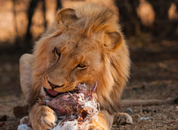 Sư tử lớn gấp 3 lần linh cẩu nhưng phải chịu mất con mồi: Do chiến thuật đặc biệt này - Ảnh 2.