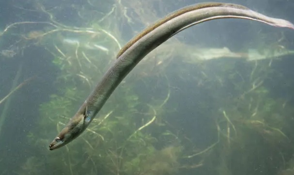 Giới khoa học kêu gọi châu Âu ngừng ăn lươn - Ảnh 3.