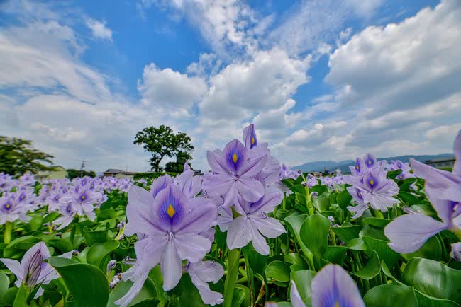 Loài cây bị ghét bỏ ở Trung Quốc, làm thức ăn cho gà heo, vào tay người Việt Nam lại thành hàng xuất khẩu triệu đô - Ảnh 1.