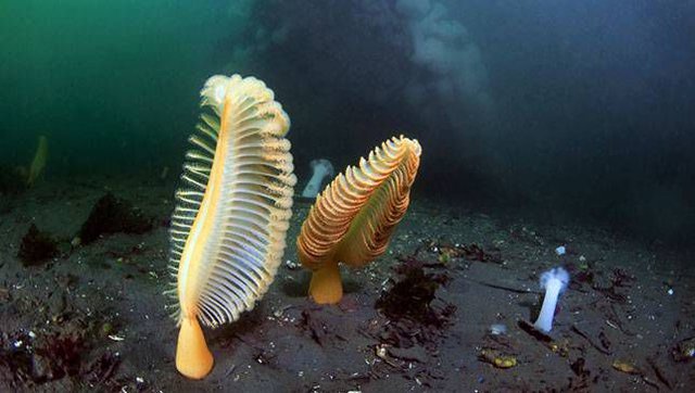 Dùng camera điều khiển từ xa, chuyên gia vô tình tìm thấy hoa biển quý hiếm dài 2m dưới đáy Thái Bình Dương - Ảnh 4.