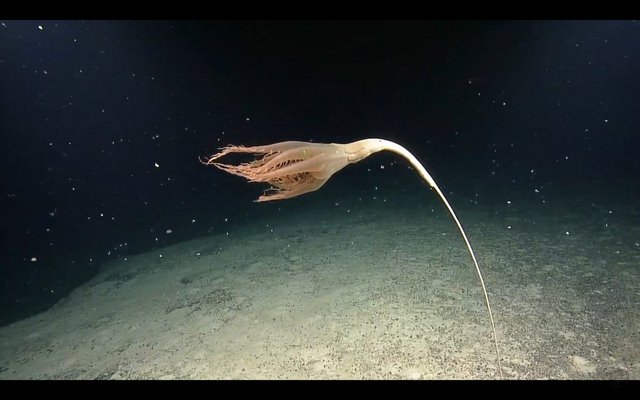 Dùng camera điều khiển từ xa, chuyên gia vô tình tìm thấy hoa biển quý hiếm dài 2m dưới đáy Thái Bình Dương - Ảnh 3.