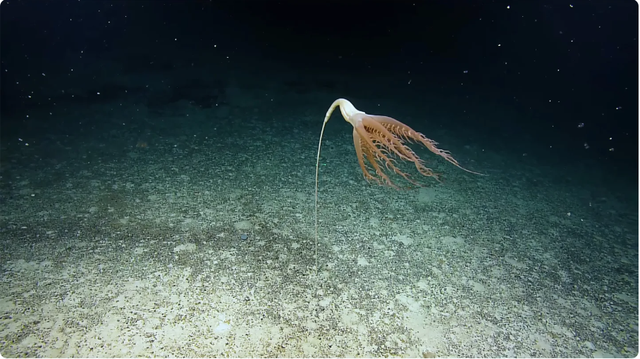 Dùng camera điều khiển từ xa, chuyên gia vô tình tìm thấy hoa biển quý hiếm dài 2m dưới đáy Thái Bình Dương - Ảnh 1.