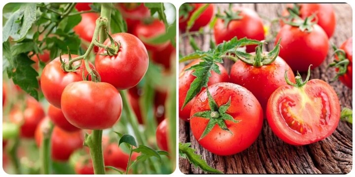 Tác dụng của cà chua đối với sức khỏe - Ảnh 1.