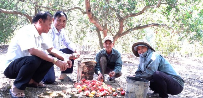 Về nơi nông dân sống biệt thự, đi ô tô thăm vườn ở Bình Dương - Ảnh 2.