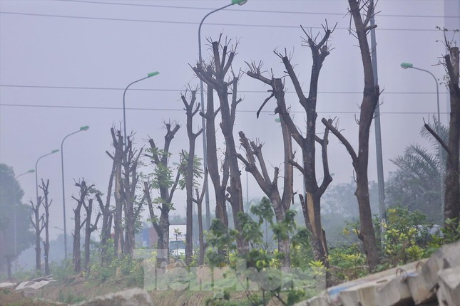 Thông tin mới vụ hàng trăm cây xanh chết khô ở Đại lộ Thăng Long - Ảnh 1.