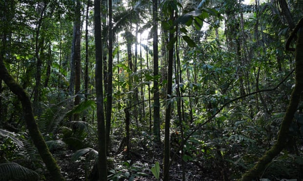 Lạc trong rừng Amazon suốt 1 tháng, sống sót nhờ ăn giun, uống nước tiểu - Ảnh 1.
