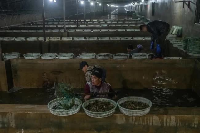 Sinh vật bị khai thác cạn kiệt ở Trung Quốc vì cơn khát của dân sành ăn: Việt Nam đang dẫn đầu thế giới về công nghệ sản xuất giống - Ảnh 1.