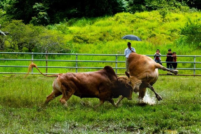 Gỡ dây thừng cho bò chọi, người đàn ông bị húc thấu ngực - Ảnh 1.