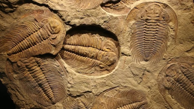 Bọ ba thùy có con mắt thứ ba ẩn giấu, hóa thạch mới tiết lộ - Ảnh 1.
