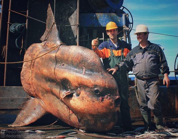 Cá mập yêu tinh quý hiếm thời tiền sử hơn 200kg mới được tìm thấy - Ảnh 4.