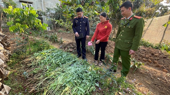 Thu giữ 143kg cây cần sa trong vườn rau nhà dân ở Hải Phòng - Ảnh 1.