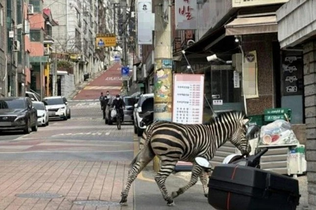Ngựa vằn xổng chuồng, đi lang thang trên đường phố Seoul - Ảnh 1.