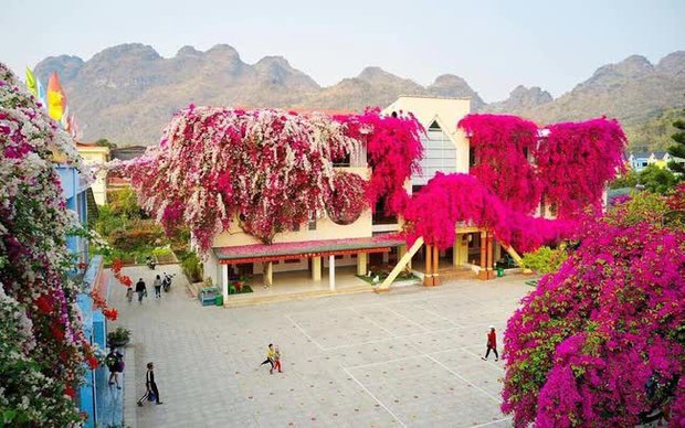 Ngôi trường đang hot nhất trên MXH: Cả khuôn viên bao phủ bởi giàn hoa giấy khổng lồ, khung cảnh đẹp như vườn cổ tích - Ảnh 4.