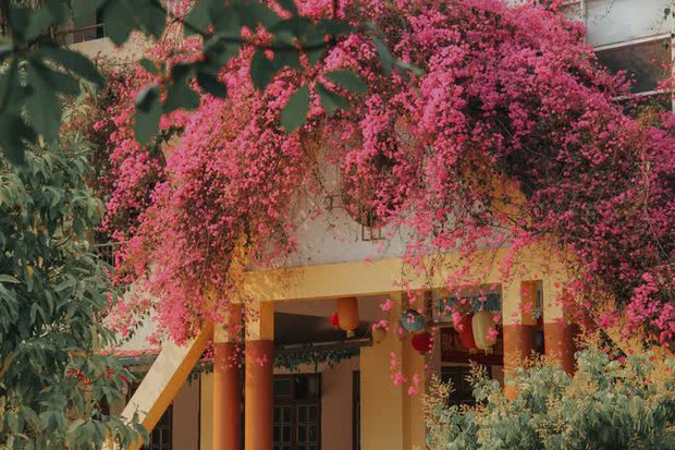 Ngôi trường đang hot nhất trên MXH: Cả khuôn viên bao phủ bởi giàn hoa giấy khổng lồ, khung cảnh đẹp như vườn cổ tích - Ảnh 3.