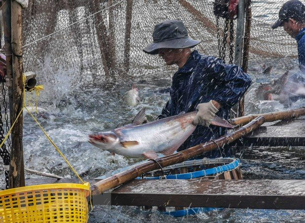 Một loài cá của Việt Nam vươn tầm ở Trung Quốc, chuyên gia kinh ngạc: Điều gì xảy ra với vị thế của Bắc Kinh? - Ảnh 1.