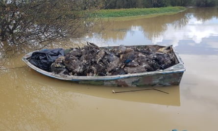 Kinh dị khung cảnh hàng nghìn con chim nổi lềnh bềnh trên sông: Thủ phủ ngành sữa của New Zealand bị tàn phá nghiêm trọng - Ảnh 1.