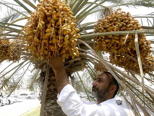 Một loại trái cây được các đại gia Dubai yêu thích, tượng trưng cho sự giàu sang, nhưng lại bị bỏ quên trên cây không ai thèm hái ở Trung Quốc - Ảnh 2.
