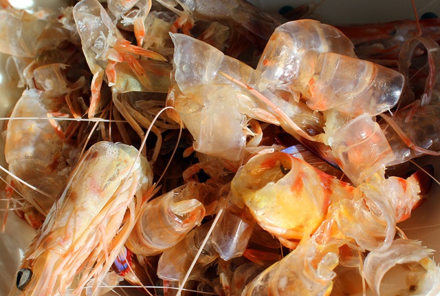 Bất ngờ loại hải sản có thể lấy vỏ làm ‘vũ khí’ bảo vệ môi trường - Việt Nam đang là ‘vua xuất khẩu’ - Ảnh 10.