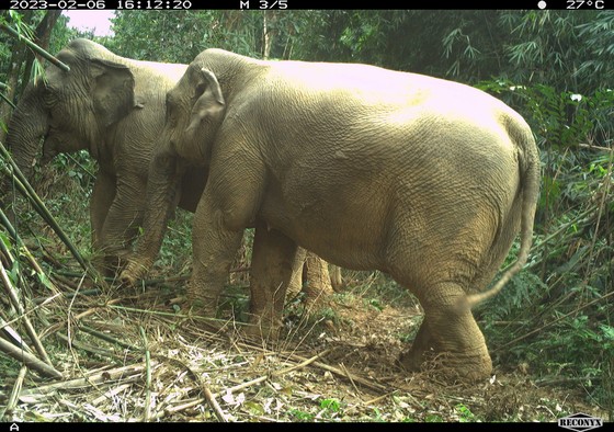 Hà Tĩnh: Phát hiện 2 voi rừng ở Vườn quốc gia Vũ Quang - Ảnh 2.