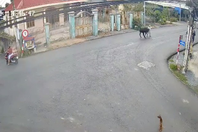 Cụ b&agrave; tử vong sau khi bị b&ograve; &lsquo;đi&ecirc;n&rsquo; h&uacute;c: Tr&aacute;ch nhiệm của chủ con b&ograve; ra sao? - Ảnh 1.