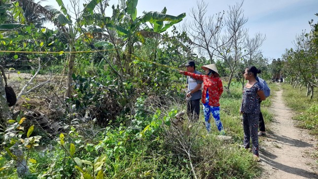 Dự án đường cao tốc Cần Thơ – Hậu Giang: Hàng chục nghìn cây mai trồng bất thường - Ảnh 1.