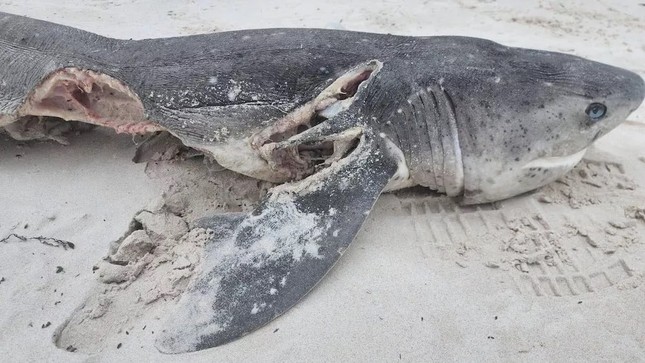 Vụ thảm sát cá mập: 19 con cá mập bị sát hại trong ngày - Ảnh 1.