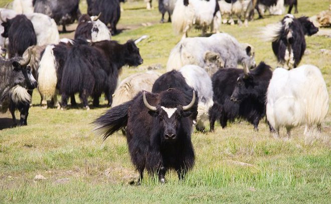 Vì sao bò Tây Tạng lại được coi là báu vật của vùng cao nguyên? - Ảnh 9.