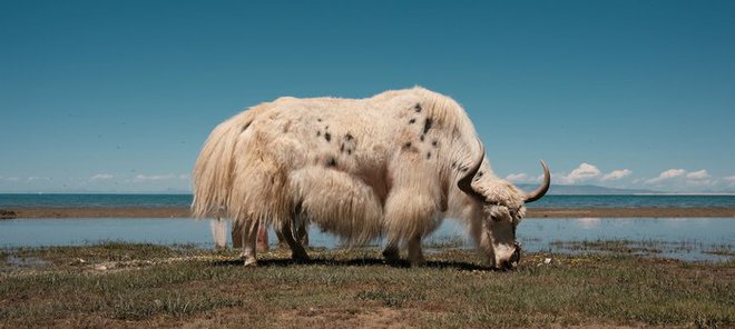 Vì sao bò Tây Tạng lại được coi là báu vật của vùng cao nguyên? - Ảnh 8.