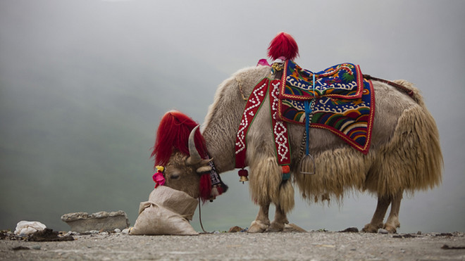 Vì sao bò Tây Tạng lại được coi là báu vật của vùng cao nguyên? - Ảnh 6.