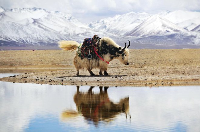 Vì sao bò Tây Tạng lại được coi là báu vật của vùng cao nguyên? - Ảnh 5.