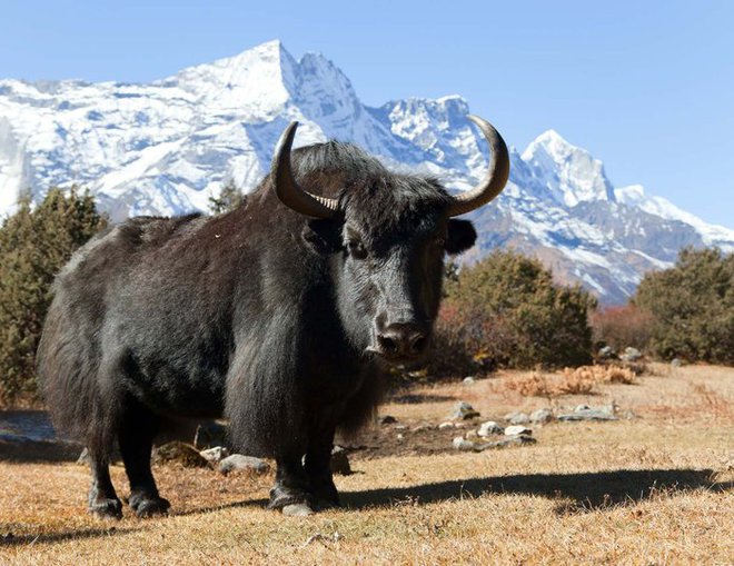Vì sao bò Tây Tạng lại được coi là báu vật của vùng cao nguyên? - Ảnh 2.