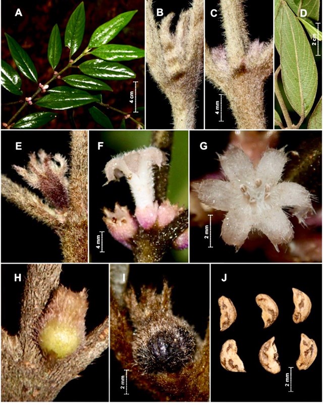 Công bố hai loài thực vật vừa được phát hiện tại Vườn quốc gia Vũ Quang - Ảnh 1.